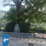 Villar Pellice: il destino dell’olmo di piazza Jervis è appeso a una crepa