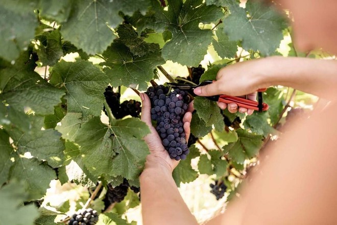 Vendemmia 2026 delle uve Pinot Nero e Chardonnay destinate all'Alta Langa DOCG.