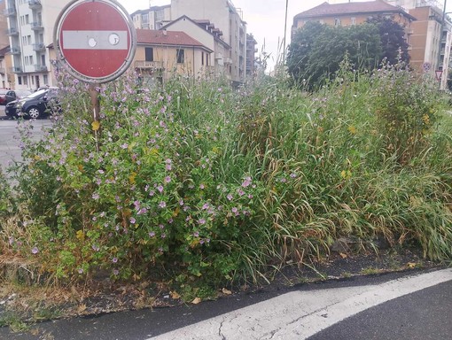 Erba alta in via Val della Torre