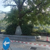 Villar Pellice: il destino dell’olmo di piazza Jervis è appeso a una crepa