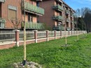 Alberi in via Agudio