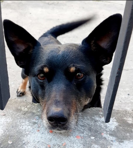 Villafranca Piemonte: il cane Diablo avvelenato mentre era in cortile e lotta per la vita