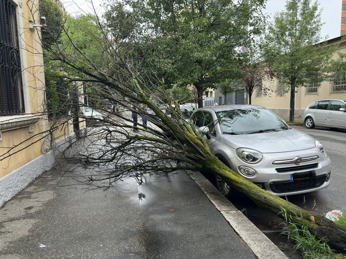 La pianta crollata sul marciapiede