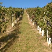 Vendemmia 2026: il Consorzio Barbera d'Asti e Vini del Monferrato richiama l'attenzione degli Stati Generali sul futuro della filiera