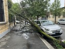 La pianta crollata sul marciapiede