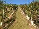 Vendemmia 2026: il Consorzio Barbera d'Asti e Vini del Monferrato richiama l'attenzione degli Stati Generali sul futuro della filiera Vendemmia 2026: il Consorzio Barbera d'Asti e Vini del Monferrato richiama l'attenzione degli Stati Generali sul futuro della filiera