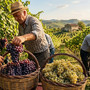 Vendemmia (immagine generica)