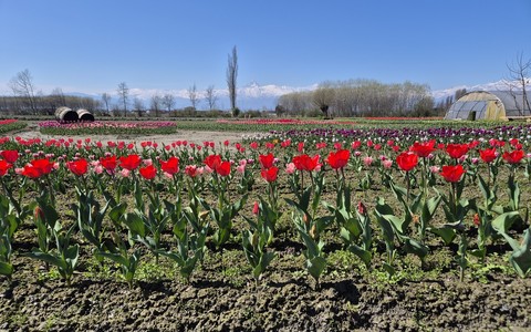 I tulipani di Tuliprensia