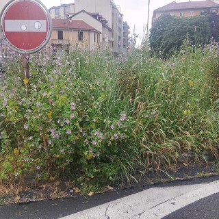 Erba alta in via Val della Torre