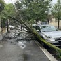 La pianta crollata sul marciapiede
