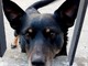 Villafranca Piemonte: il cane Diablo avvelenato mentre era in cortile e lotta per la vita