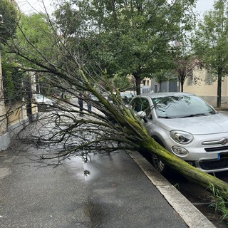 La pianta crollata sul marciapiede
