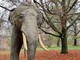 L'elefante Fritz per annunciare la riapertura del Museo di Scienze Naturali