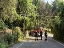 Albero cade lungo strada da Ponte Isabella a San Vito: intervento in corso dei vigili del fuoco Albero cade lungo strada da Ponte Isabella a San Vito: intervento in corso dei vigili del fuoco