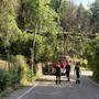 Albero cade lungo strada da Ponte Isabella a San Vito: intervento in corso dei vigili del fuoco