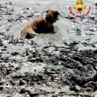Shakti e Oliver: i due cani salvati insieme al loro proprietario dalle sabbie mobili del Po
