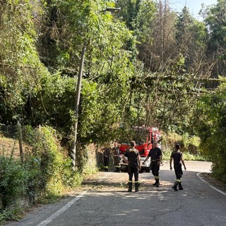 Albero cade lungo strada da Ponte Isabella a San Vito: intervento in corso dei vigili del fuoco