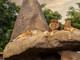 I leoni del bioparco di Zoom