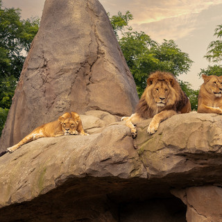 I leoni del bioparco di Zoom