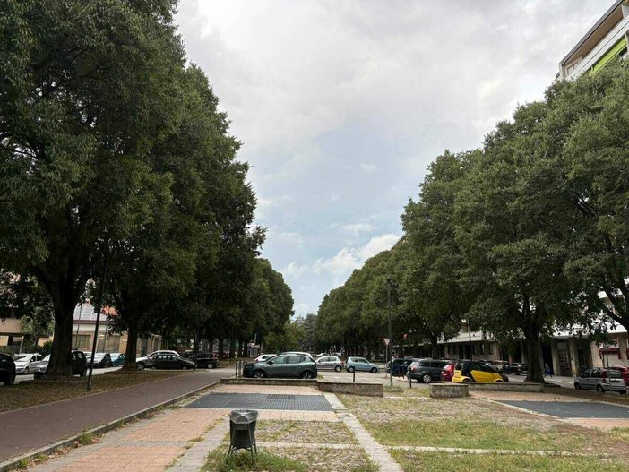 Emergenza verde a Torino: 253 gli alberi morti