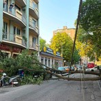 Crolla un albero in strada, paura in corso Svizzera Crolla un albero in strada, paura in corso Svizzera