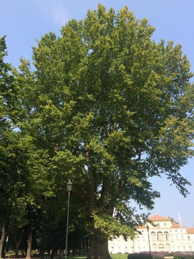 A Torino si contano sempre più alberi: lo dice il bilancio arboreo