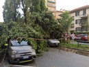 Torino fa i conti col maltempo: pioggia, grandine e alberi caduti (foto di Carlo Granisso)