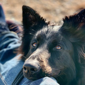 A Dojrone nasce l’Accademia della Relazione Uomo-Cane di Umanimalmente