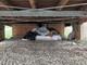 Sotto la passerella spunta un altro accampamento abusivo