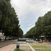 Emergenza verde a Torino: 253 gli alberi morti Emergenza verde a Torino: 253 gli alberi morti
