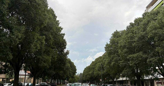 Emergenza verde a Torino: 253 gli alberi morti Emergenza verde a Torino: 253 gli alberi morti