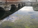 Alghe e rifiuti accumulati: gli operai puliscono il fiume Po Alghe e rifiuti accumulati: gli operai puliscono il fiume Po