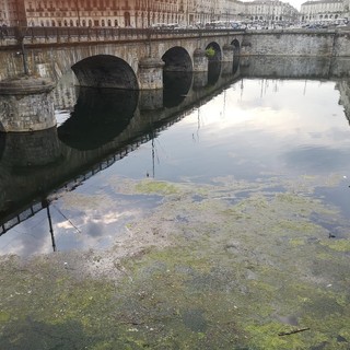 Alghe e rifiuti accumulati: gli operai puliscono il fiume Po