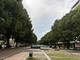 Emergenza verde a Torino: 253 gli alberi morti Emergenza verde a Torino: 253 gli alberi morti
