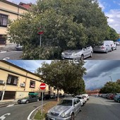 Si discute delle alberate in Circoscrizione 4