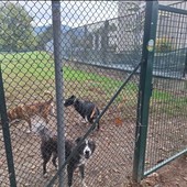 Trecento firme per un'area cani, ma il Comune dice no: "Mancano i fondi"