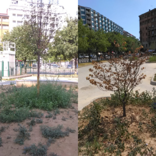 Estate torrida e piante secche, Fissolo (Moderati): "I torinesi adottino gli alberi" Estate torrida e piante secche, Fissolo (Moderati): "I torinesi adottino gli alberi"