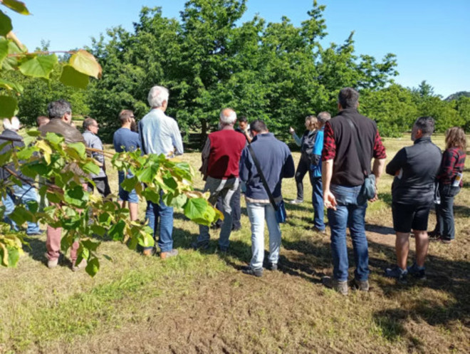 A Nichelino un progetto per adottare 100 piante da frutto (foto d'archivio)