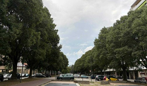 Emergenza verde a Torino: 253 gli alberi morti