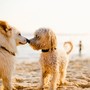 La salute del tuo amico a quattro zampe: la scelta giusta dell'antiparassitario per cani