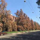 Alberi con foglie gialle lungo un corso di Torino