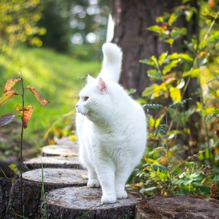 Le 7 Aziende Italiane Più Attente al Benessere Naturale degli Animali Domestici