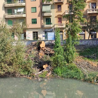 albero tagliato che cade nell'acqua