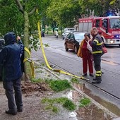 albero caduto in corso Belgio