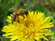 api - foto d'archivio