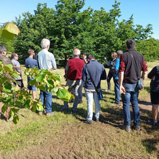 A Nichelino un progetto per adottare 100 piante da frutto (foto d'archivio)