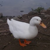 Trovata senza vita, formava un trio con altri due esemplari Trovata senza vita, formava un trio con altri due esemplari