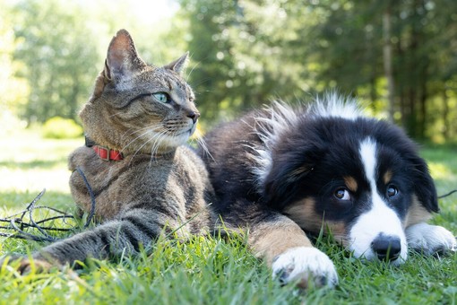 Viaggiare con gli animali domestici: le regole e gli accessori per il trasporto in sicurezza dei nostri amici a quattro zampe