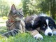 Viaggiare con gli animali domestici: le regole e gli accessori per il trasporto in sicurezza dei nostri amici a quattro zampe