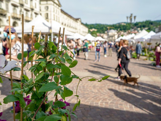 AgriFlor arriva in piazza Gran Madre AgriFlor arriva in piazza Gran Madre